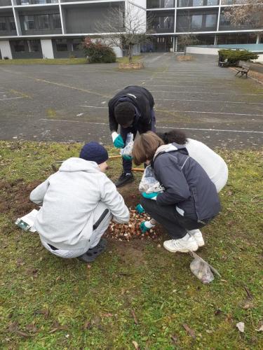 Les éco-délégués plantent les bulbes dans la cour arrière.