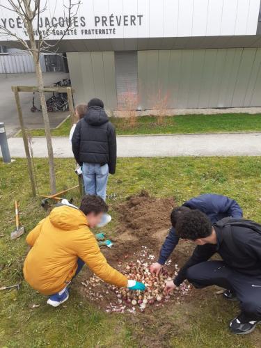 Les éco-délégués répartissent les bulbes dans la cour avant.